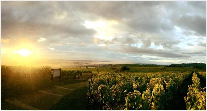 Le Vent D'Ange Villa Zellenberg Bagian luar foto